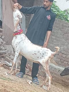 Makhi Chini Confirm 3 Month Ki 100% Gaban Bakri Sale