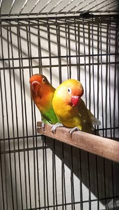 Love Birds Breeder Pair