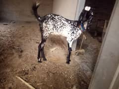 kabban bakriyan for sale 03341012381