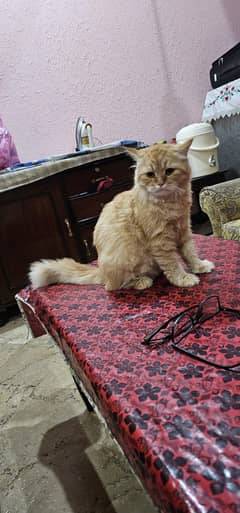 Persian