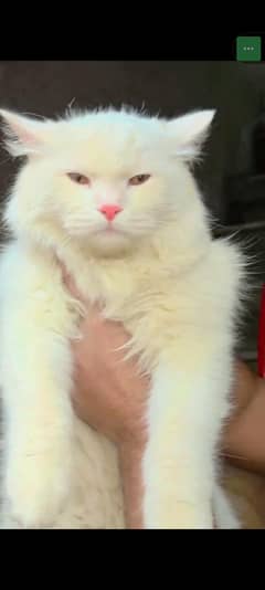  Beautiful Male Persian Cat for Sale – Healthy & Playful 