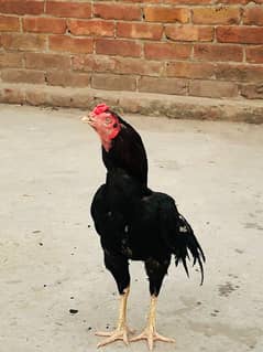Aseel Sargodha breed