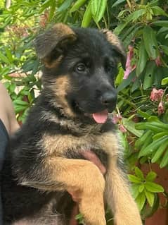 German