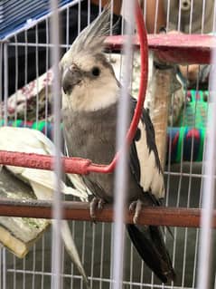 Grey Healthy Singing Cocktail 