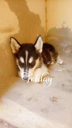 dog's