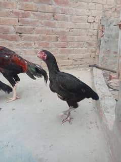Aseel