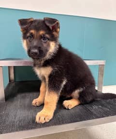 German shepherd puppies Double Coatmy WhatsApp number 0331 9289880