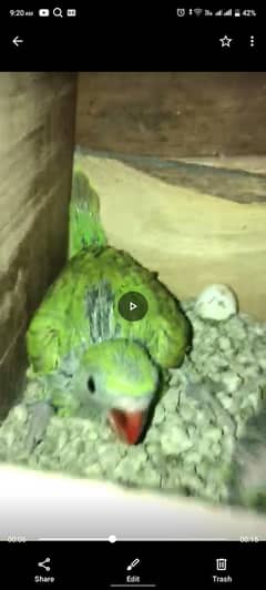 ringneck chicks home breed