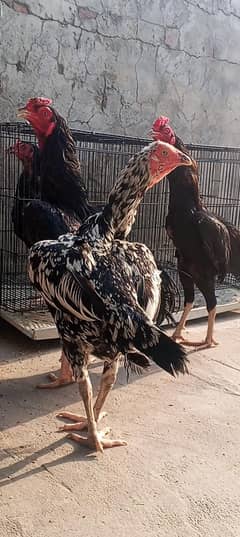 Tiger kamalia x Lasani Aseel Female Murgi Madi 03286919456