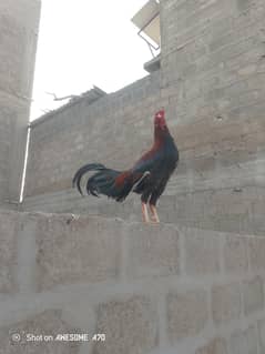 aseel lakha murga young breeding