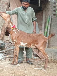 Makkhi Cheeni Gabban Bakri