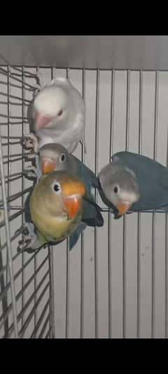 Lovebirds
