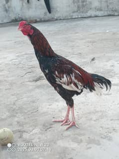 Aseel
