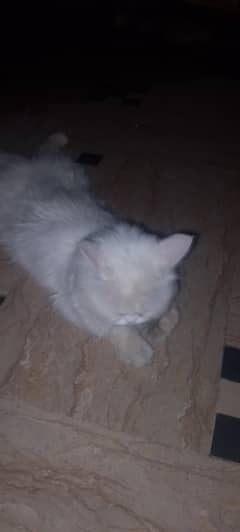 cate,