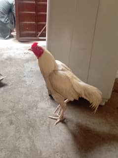 heera