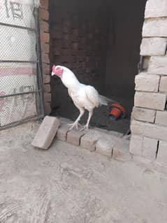 heera