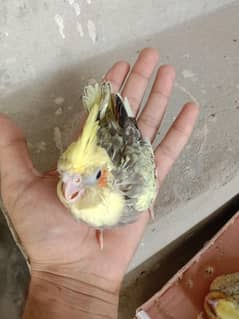 cocktail chicks for hand tame