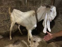 Gulabi Bakra