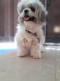 Coco puppy 