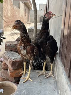 Aseel pathy pathiyan for sale best quality