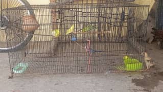 Cage for parrots
