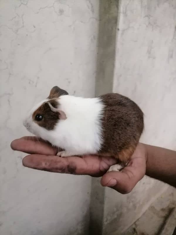 guinea pigs 2
