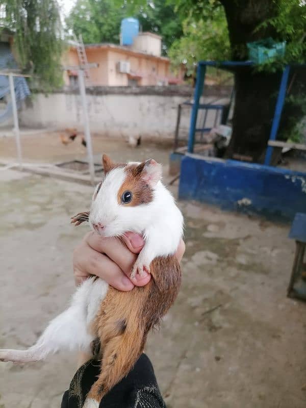 guinea pigs 5