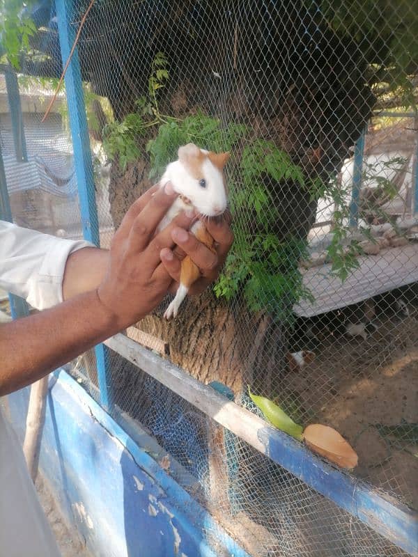 guinea pigs 6