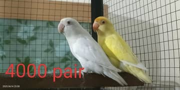 lovebird