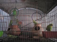 Australian Parrots Green and Blue