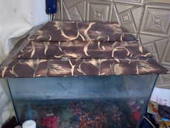 fish aquirium
