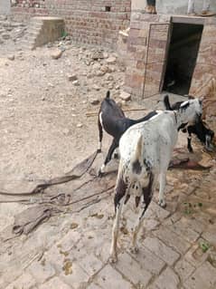 desi Bakri