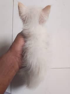 Kittens for sale