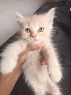 Persian