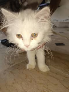 persian cat  beautiful cats price fix 55thousand this cats is very