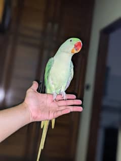 talking bird