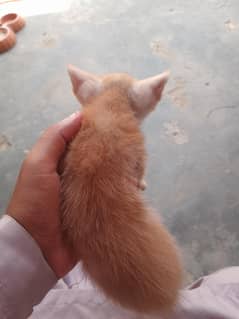 Persian kittens for sell311