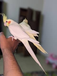 talking