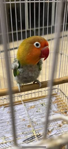 LOVEBIRD READ BELOW