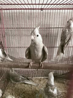 cocktail chiks