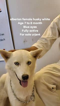 siberian