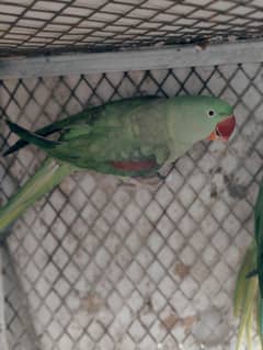 kashmiri Pahari braiding male female parrot