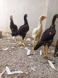 Aseel Chicks Heera Cross   (  03204661930  )