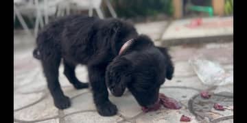 cocker spaniel male