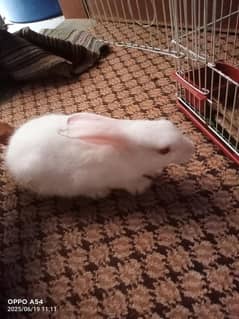 Rabit