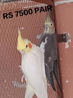 cocktail and love birds breeder pair