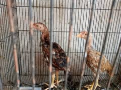 aseel pathy 3 piece han03175648546