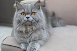 Persian Punch Face grey color Cat