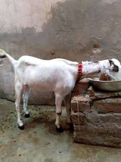 dasi  path achi nasal ma  for sale