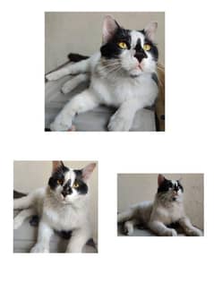 cats